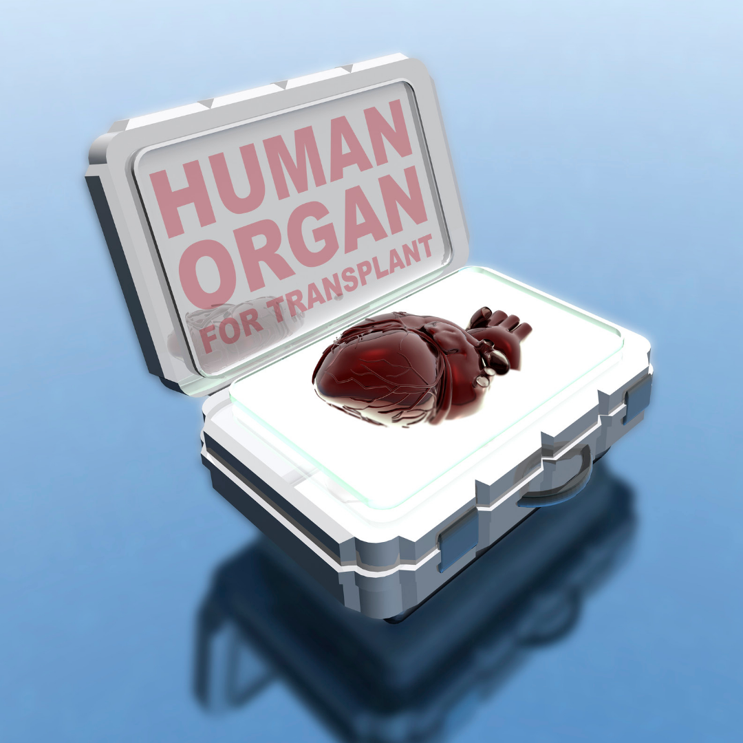 Human box. Human Organ кейс. Человеческие органы в кейсах фото. Картинки кейс для мозга. Кейс картинка с сердцем.